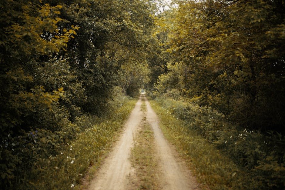 A narrow, unpaved country lane bordered by thick, lush green trees with dense foliage on both sides. The dirt track has two parallel tire tracks with grass and small plants growing between them, leading towards a distant point where the trees form a canopy overhead. Soft, natural daylight filters through the leaves, creating a mix of light and shadow along the pathway. The scene is calm and rural, evoking a sense of quiet journey or local navigation, which aligns with house removals and moving logistics like navigating narrow access routes for furniture transport. Man with Van Lampton might use such routes during home relocation to move furniture and boxes efficiently through limited access points, employing loading processes suited for tight spaces and making careful use of packing materials and equipment visible in their professional service.